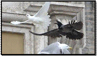 Francis_Peace_Dove-attacked-1.jpg